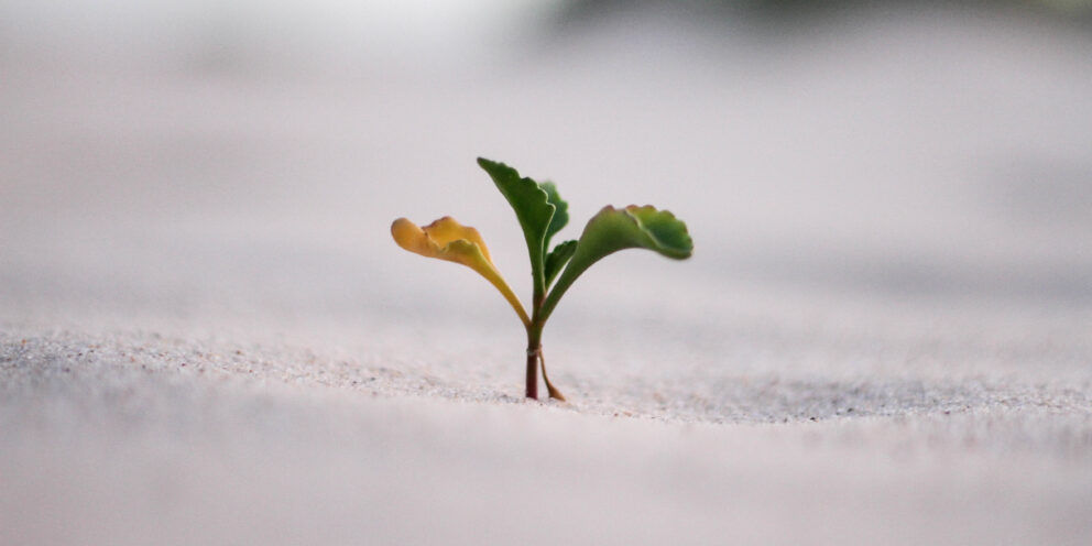 The Power of Customer-Led Growth: 4 Strategies for Success